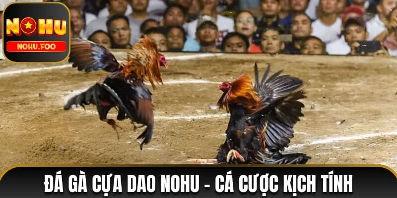 đá gà cựa dao NOHU