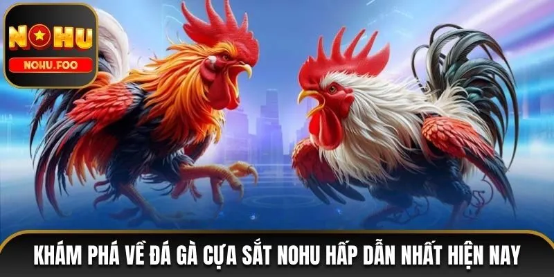 Khám Phá Về Đá Gà Cựa Sắt NOHU Hấp Dẫn Nhất Hiện Nay đá gà cựa sắt NOHU