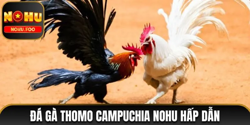 Đá Gà Thomo Campuchia NOHU - Cược Linh Hoạt Và Thưởng Lớn đá gà Thomo Campuchia NOHU
